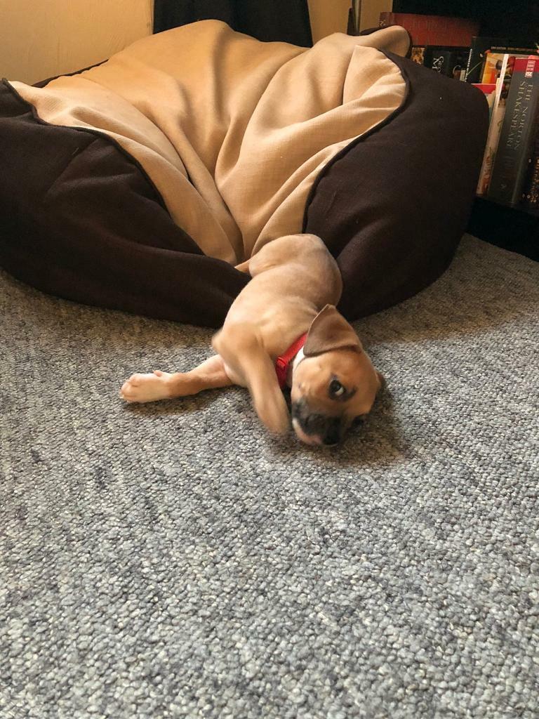 bullmastiff puppies for sale gumtree